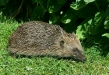 Hedgehog